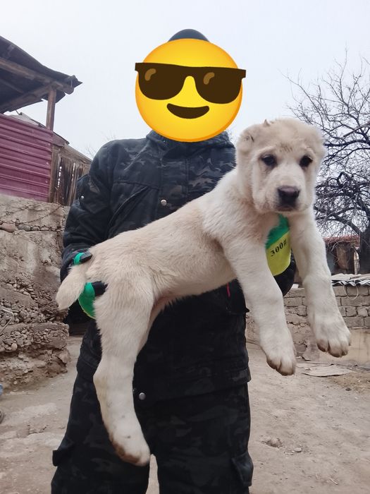 Ургочи кучук БЕЛЫЙ МЕДВЕДЬ