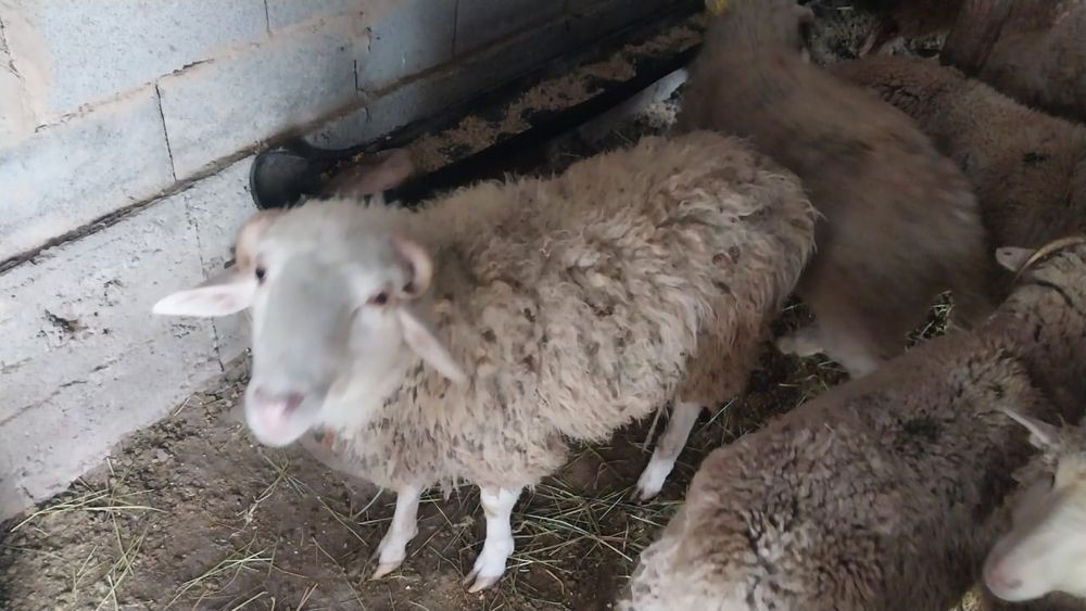 Продам барана срочно