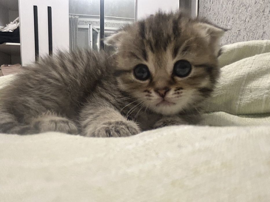 Котята шотланцы