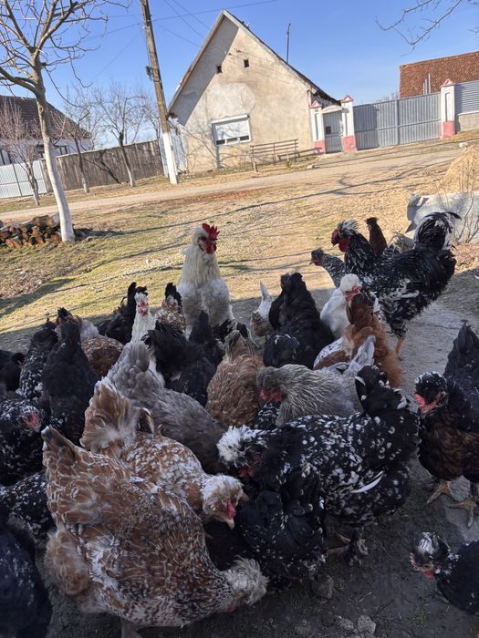 Oua de incubat de la   gaini motate