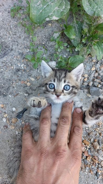 Срочно котенка в добрые руки