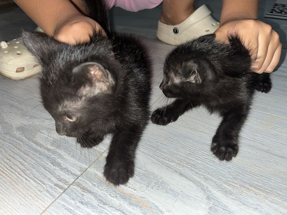 Раздаю котят в добрые руки