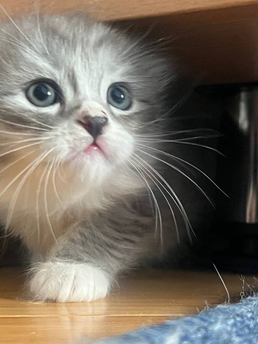Котята Шотландца и Балинизийской сиамской кошки
