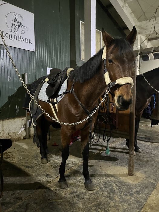 Cal Castrat calarie, agrement si sarituri