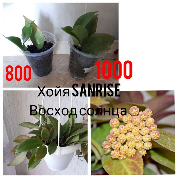 Комнатные цветы разные