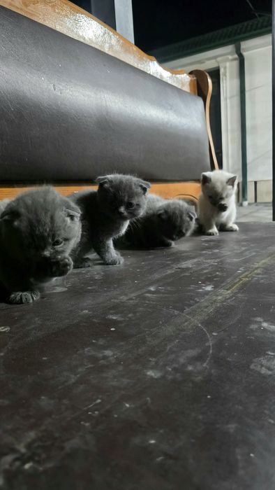 Scottish Fold mushuk va bolalari sotiladi

1 oylik chiroyli va sog‘