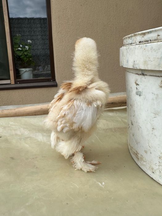Păsări animale domestice