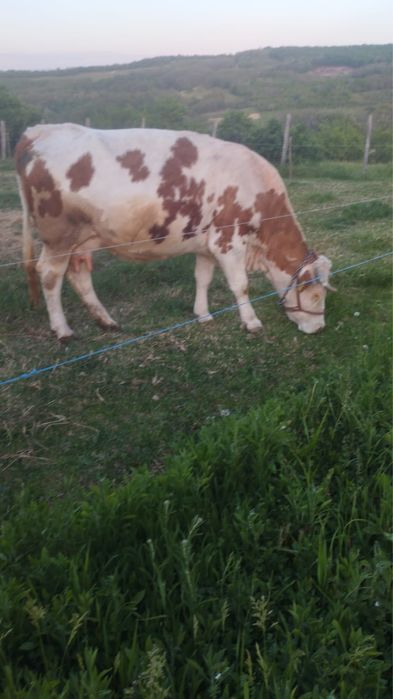 Vaca baltata romaneasca