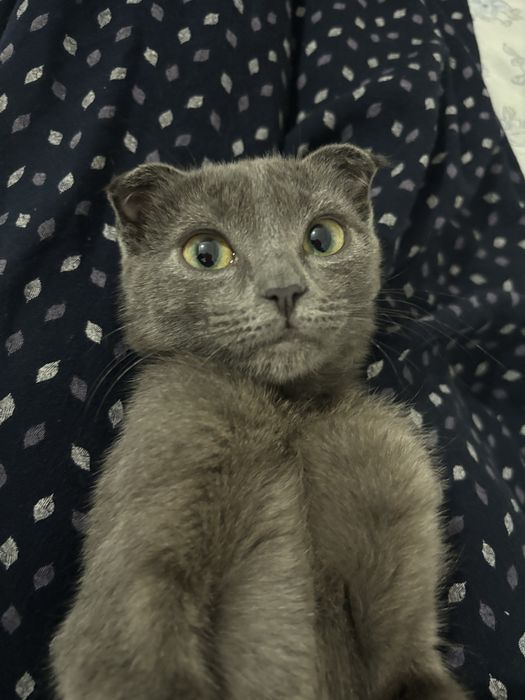 Отдам котенка (девочка)