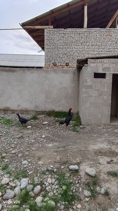 Dakan xoʻroz 10 oylik