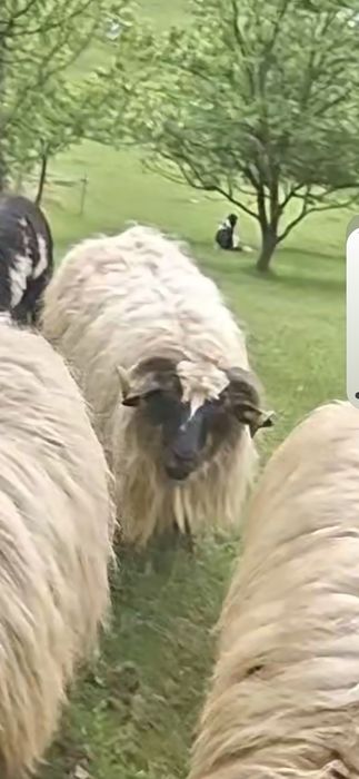 Oi disponibile 8 oi si  4 mieluțe