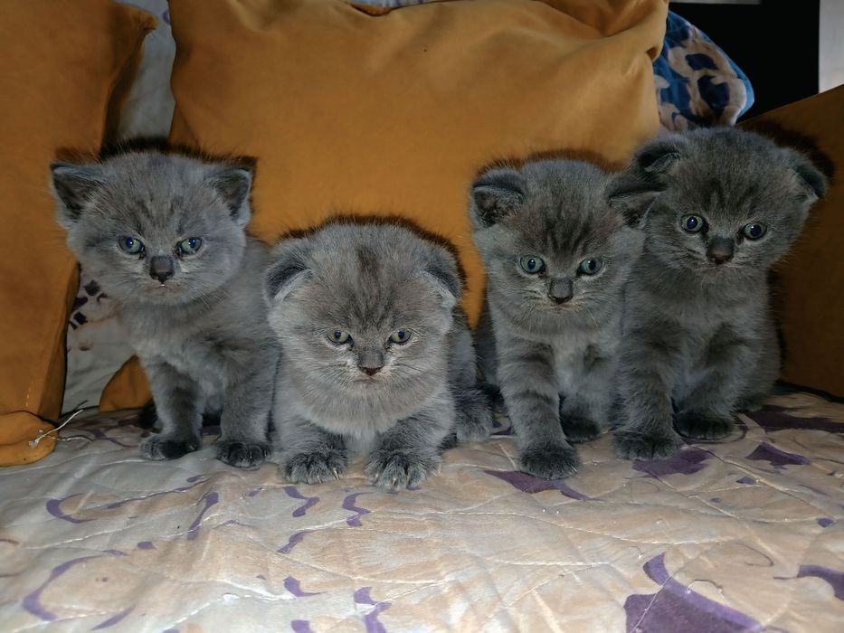 Котятки ищут новый дом
