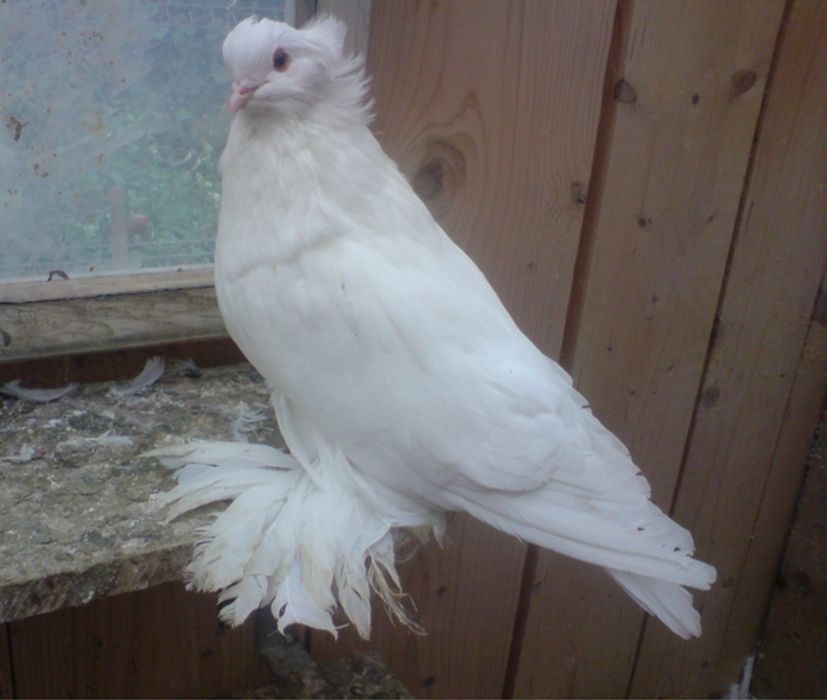 Porumbei uriasi maghiari diverse culori poze atasate,am tot timpu.