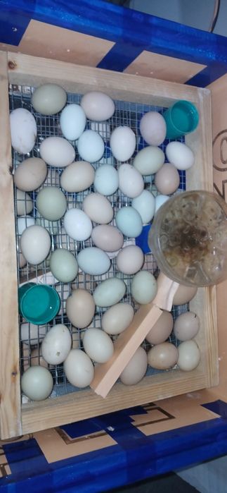 Инкубатор ясаб берамиз 12 х 220 волт