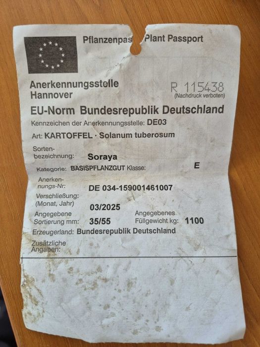 Cartofi de samanta  rosu Red Lady si alb Saraya