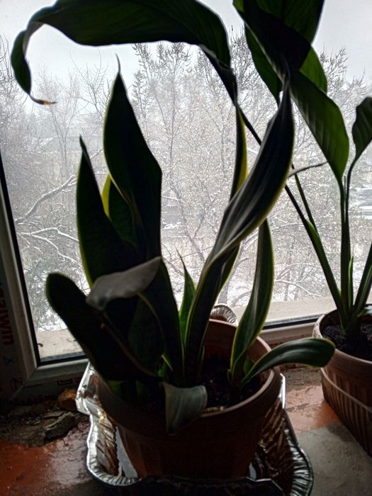 Комнатные растения