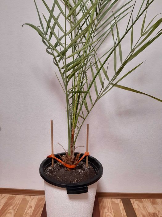 Пальма финиковая