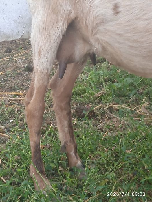 Capră anglonubiană cu un țăpuc