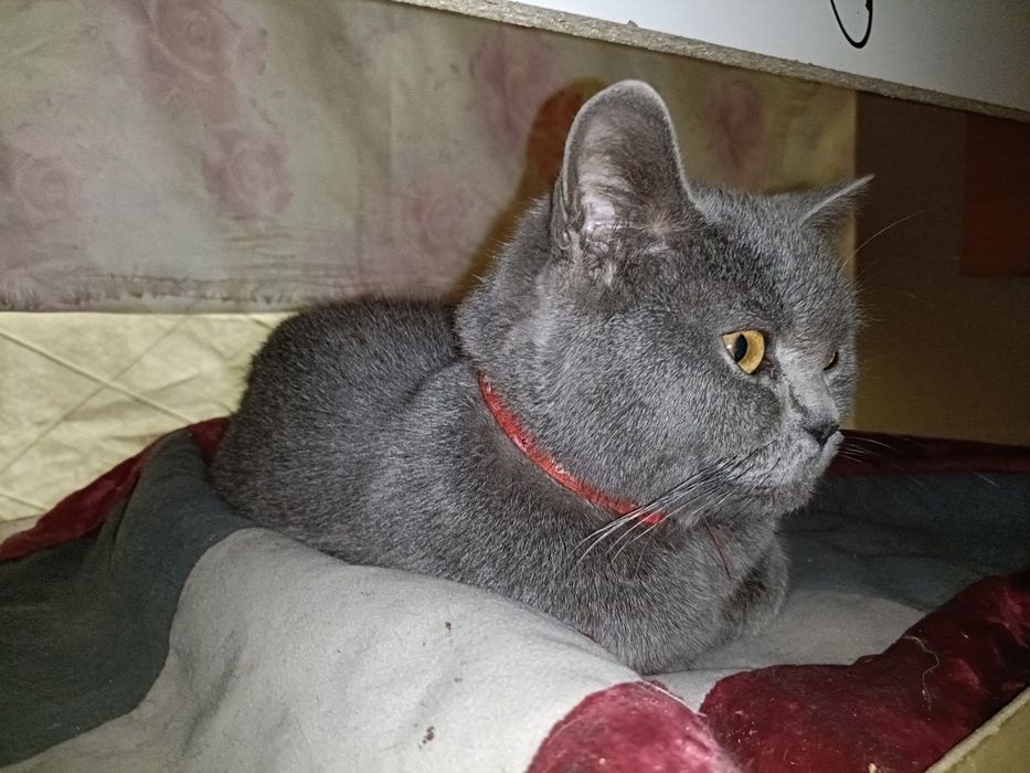 Отдам британку в добрые руки.