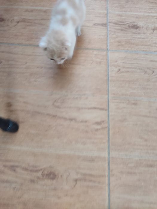 Отдам в добрые руки котёнок мальчик