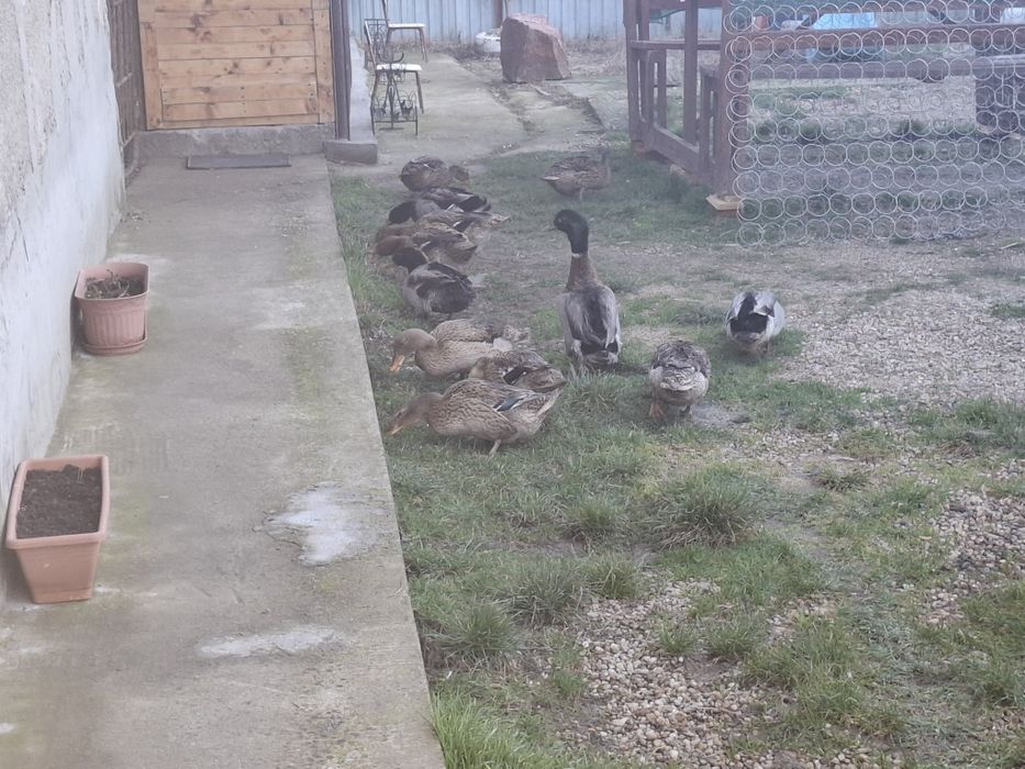 Vând rațe sălbatice