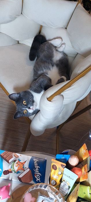 Кошку в добрые руки