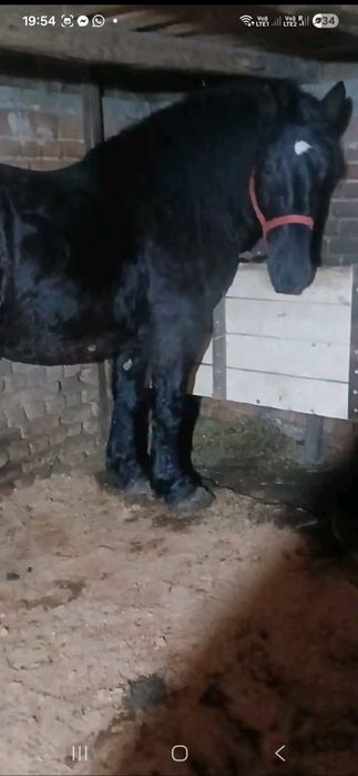 Vând armăsar vârstă 5 ani