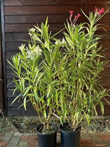 Leandru (Toate culorile în Stoc )