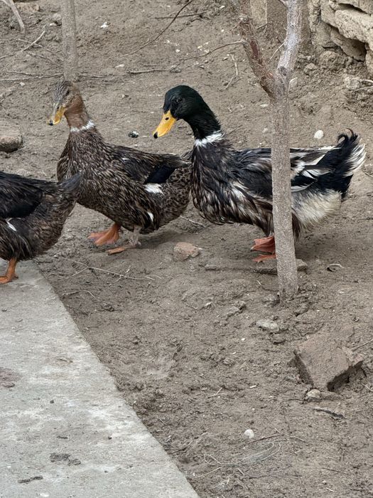 Продам домашних уток