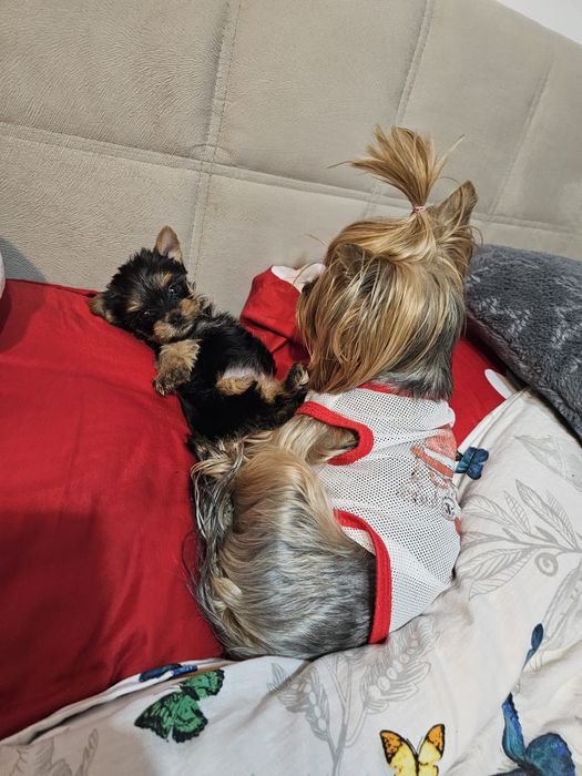 Yorkshire terrier
