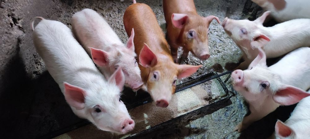 Малки прасета 20-25кг