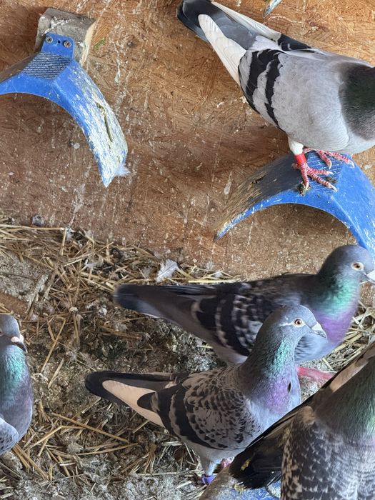 Vand porumbei voiajori