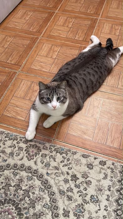 Передержка кошек