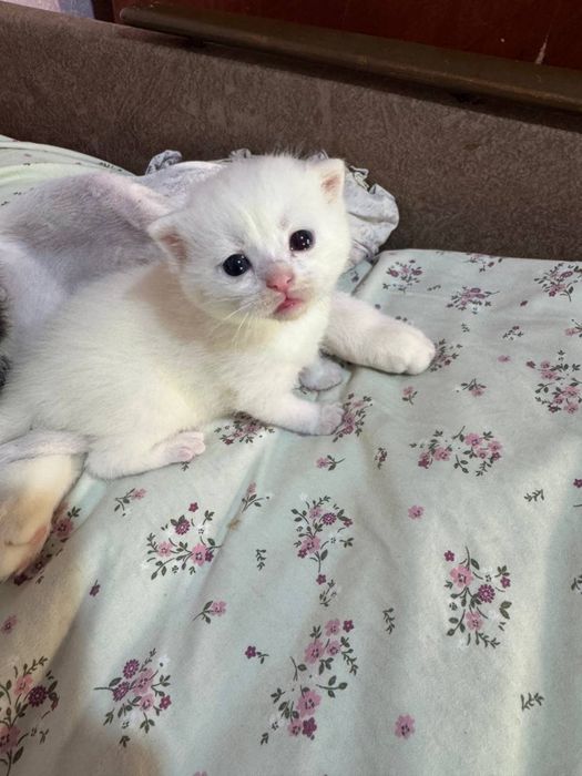 Продаются котята