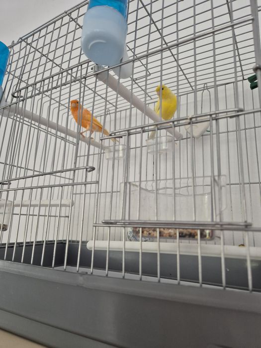 Канарейки самцы 2 штуки