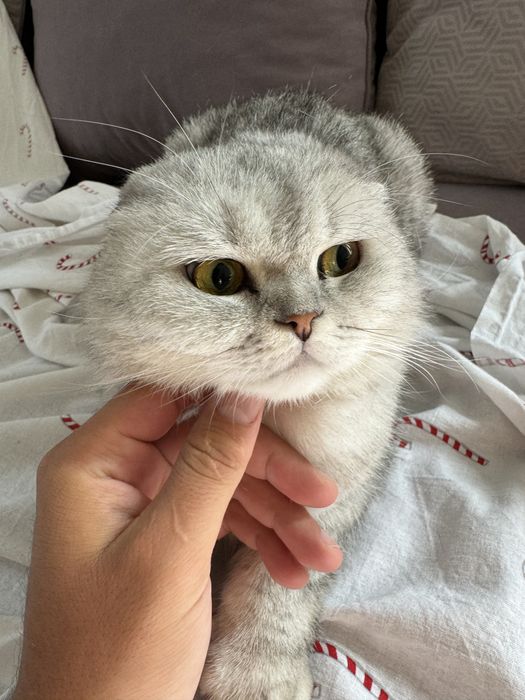 Шиншила кошка ..