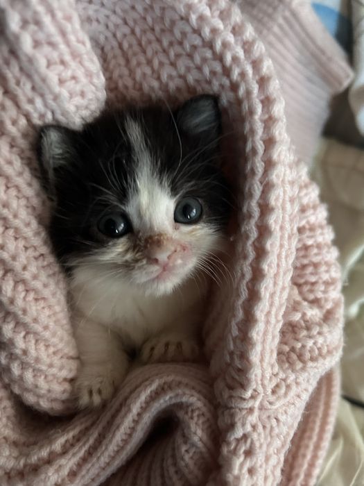 Котенок в добрые ручки