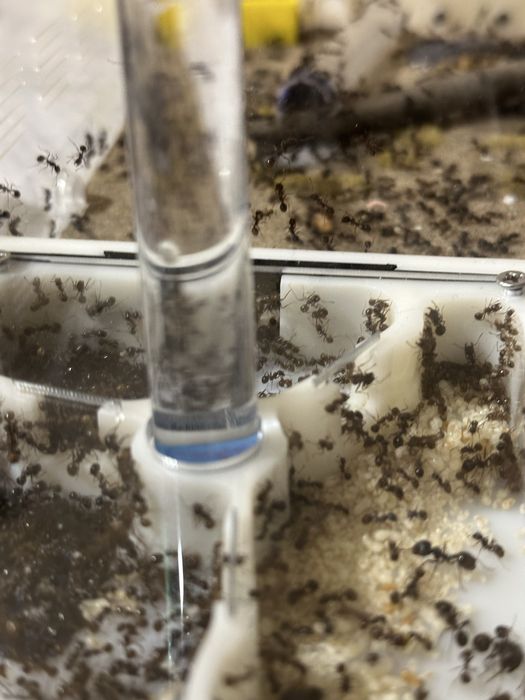 Продам колонию муравьёв-жнецов