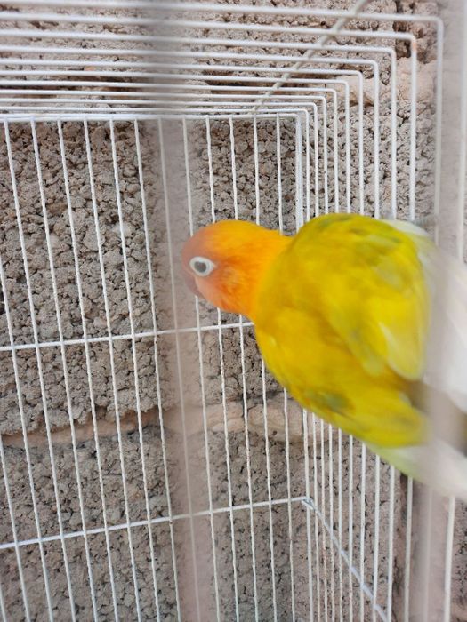 Бизнес килиш учун тайёр ишлаётган  Фишер самес попугай сотилади