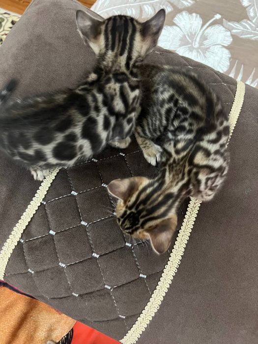 Бенгальский котята