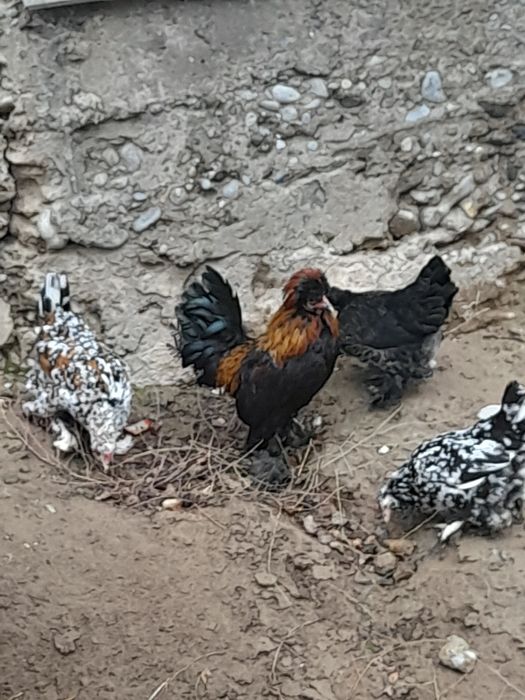 Жапон тауық - қора.