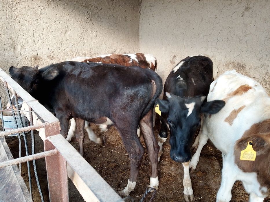 Таналар сатылады