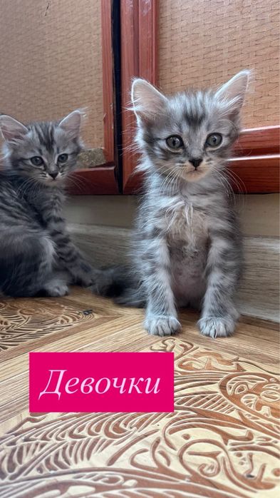 Отдам котят в добрые руки