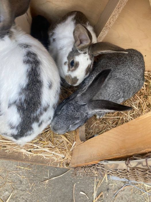 Куёнлар сотилади