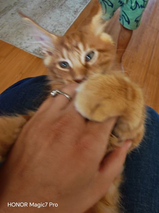 Pui Maine Coon cu pedigree