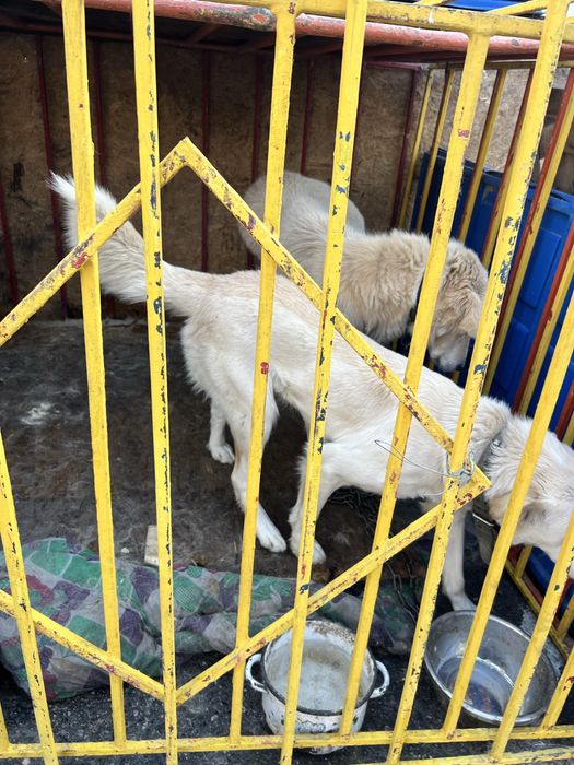 Хорошая Сторожевая собака