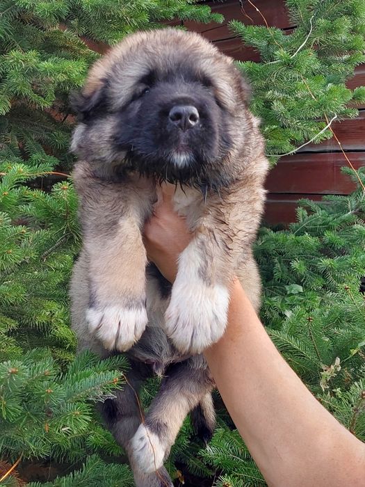 Щенки Кавказской овчарки