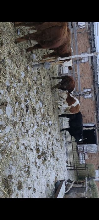 Бычок ,откорм сатылады