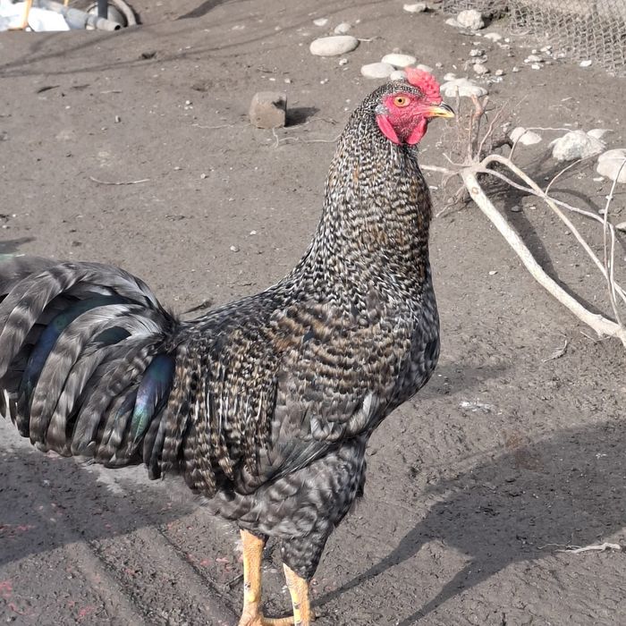 Петухи домашние г Алматы