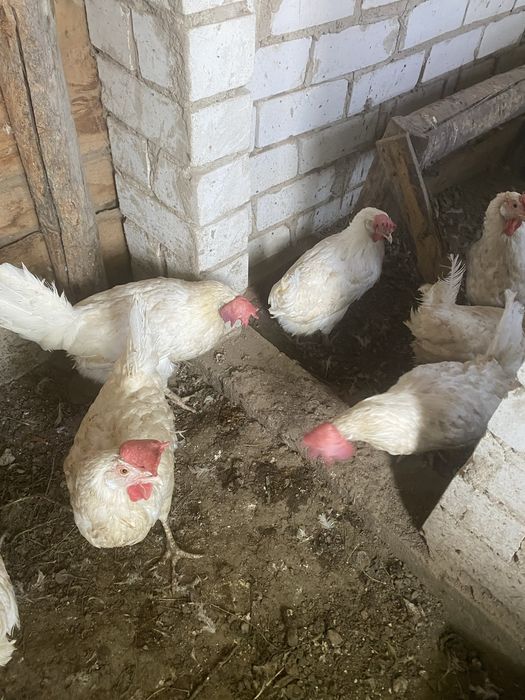Продам кур несушек